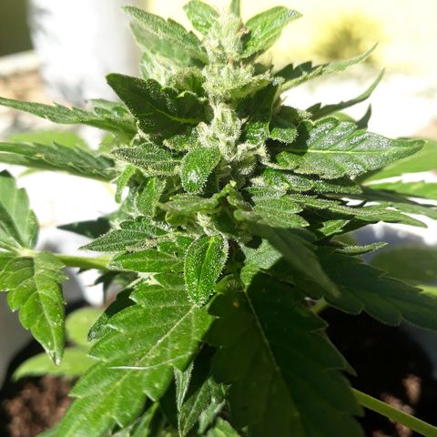 Lebron Haze XXL Auto growlog timeline photo