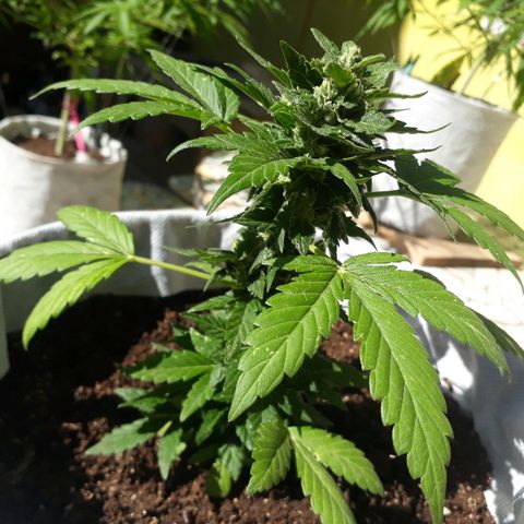 Lebron Haze XXL Auto growlog timeline photo