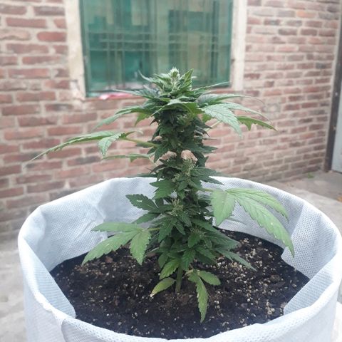 Lebron Haze XXL Auto growlog timeline photo