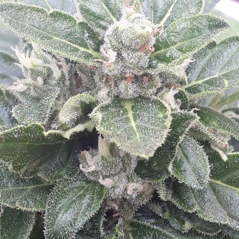 Lebron Haze XXL Auto growlog timeline photo