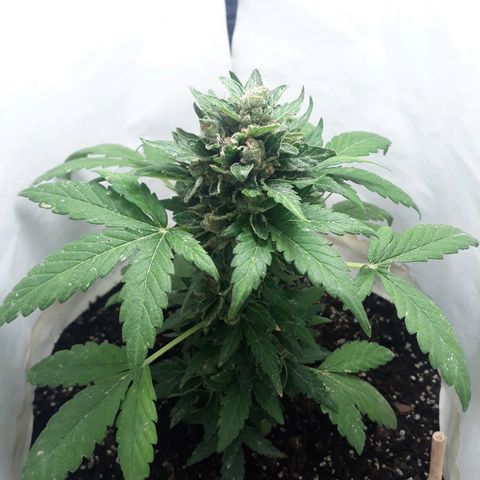 Lebron Haze XXL Auto growlog timeline photo