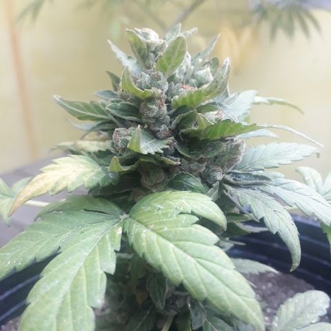 Lebron Haze XXL Auto growlog timeline photo