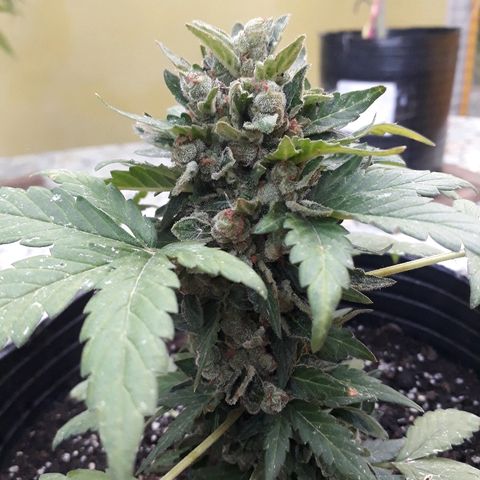 Lebron Haze XXL Auto growlog timeline photo