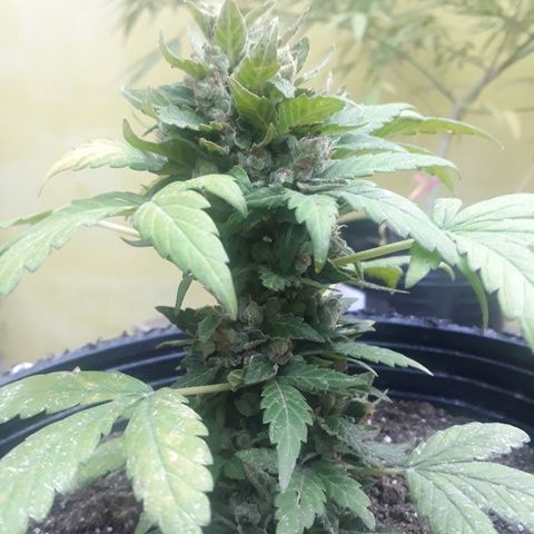 Lebron Haze XXL Auto growlog timeline photo