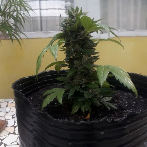 Lebron Haze XXL Auto growlog timeline photo