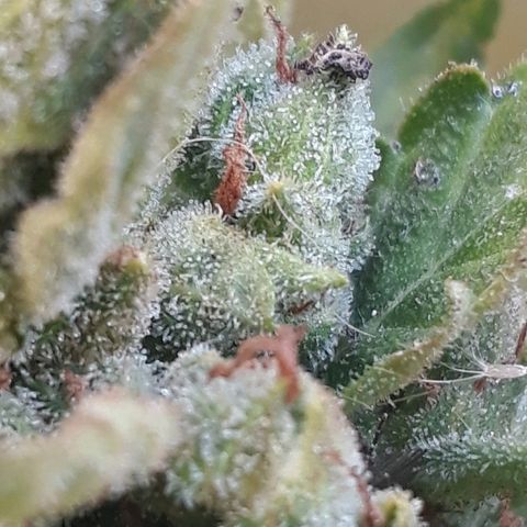 Lebron Haze XXL Auto growlog timeline photo
