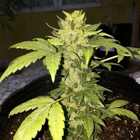 Lebron Haze XXL Auto growlog timeline photo