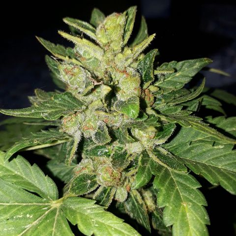 Lebron Haze XXL Auto growlog timeline photo