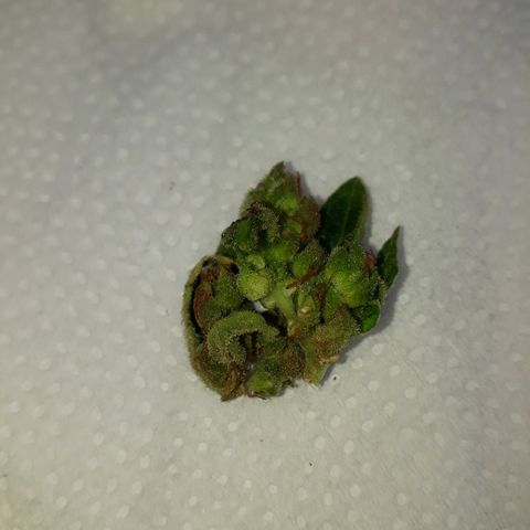 Lebron Haze XXL Auto growlog timeline photo