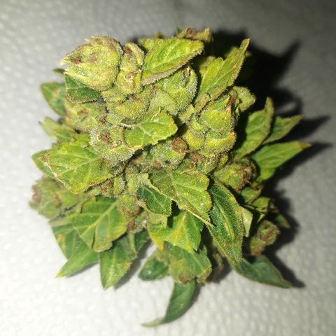 Lebron Haze XXL Auto growlog timeline photo