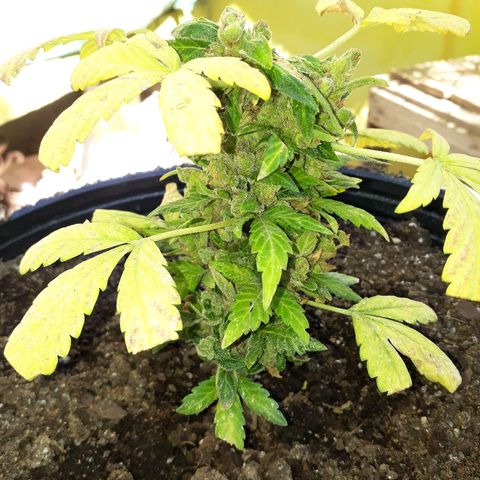Lebron Haze XXL Auto growlog timeline photo