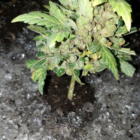 Lebron Haze XXL Auto growlog photo: HIELO