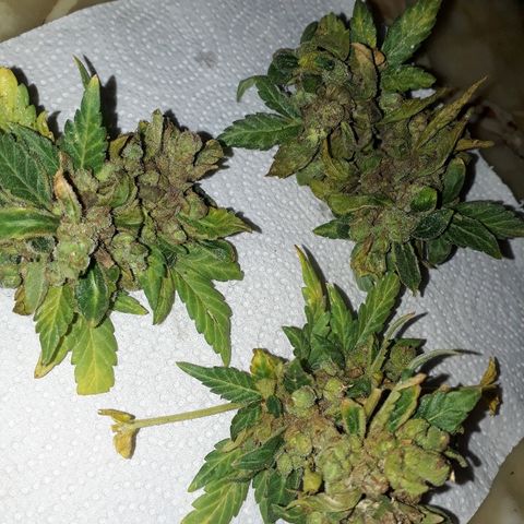 Lebron Haze XXL Auto growlog timeline photo