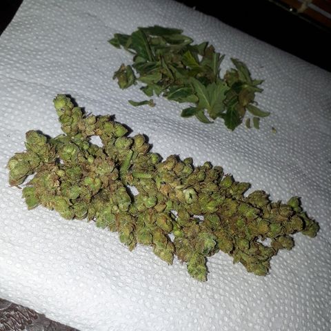 Lebron Haze XXL Auto growlog timeline photo