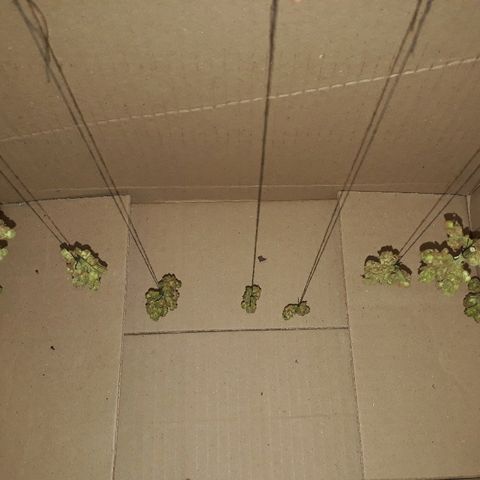 Lebron Haze XXL Auto growlog timeline photo