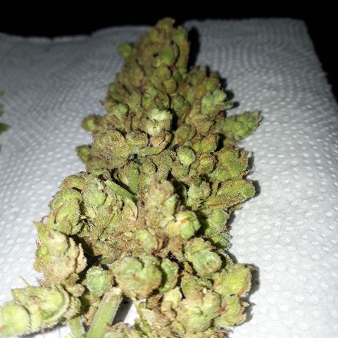 Lebron Haze XXL Auto growlog timeline photo