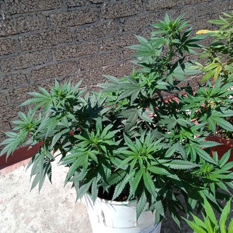 CBD Charlottes Angel growlog photo: Se entrenaron las ramas laterales y el par resultante de la poda aplical 