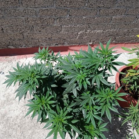 CBD Charlottes Angel growlog photo: Se entrenaron las ramas laterales y el par resultante de la poda aplical 