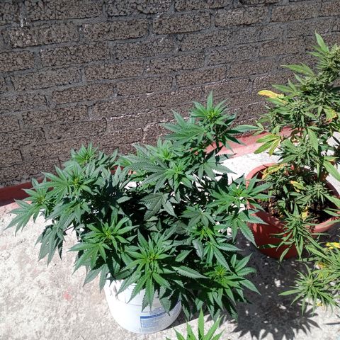 CBD Charlottes Angel growlog photo: Se entrenaron las ramas laterales y el par resultante de la poda aplical 