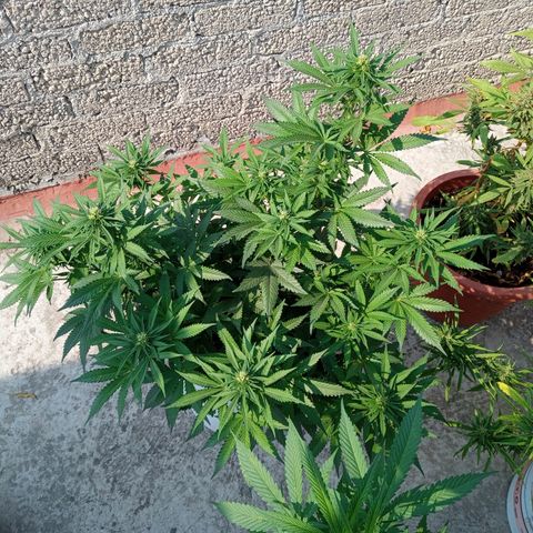 CBD Charlottes Angel growlog photo: Comienzan los aromas cítricos 