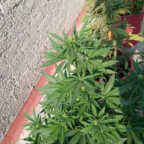 CBD Charlottes Angel growlog photo: Comienzan los aromas cítricos 