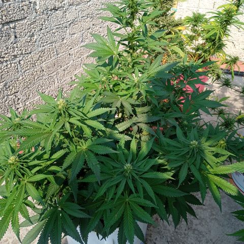 CBD Charlottes Angel growlog photo: Comienzan los aromas cítricos 
