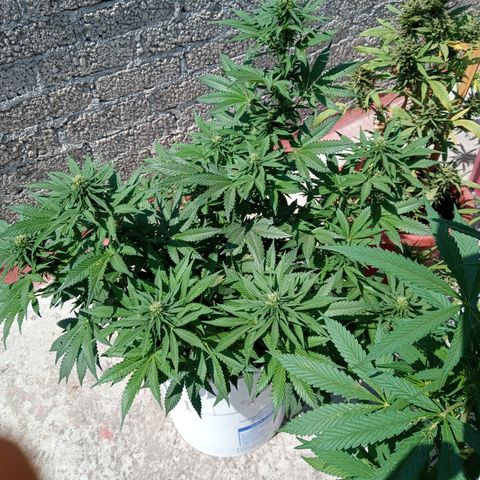 CBD Charlottes Angel growlog timeline photo