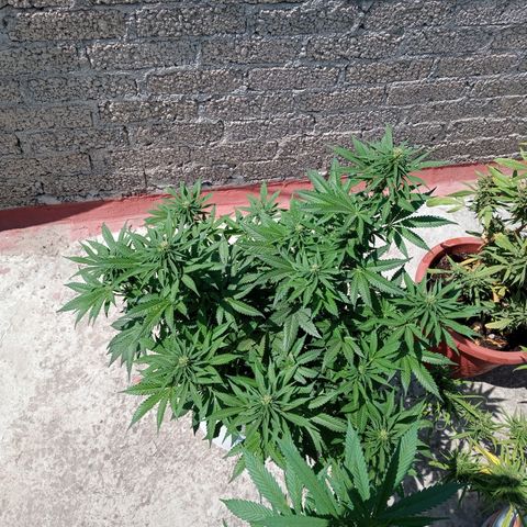 CBD Charlottes Angel growlog timeline photo