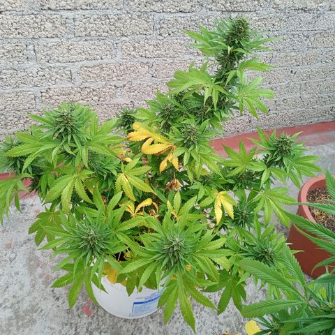 CBD Charlottes Angel growlog photo: Comienza a utilizar sus reservas de nitrógeno 