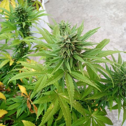 CBD Charlottes Angel growlog photo: Comienza a utilizar sus reservas de nitrógeno 