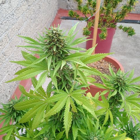CBD Charlottes Angel growlog photo: Comienza a utilizar sus reservas de nitrógeno 