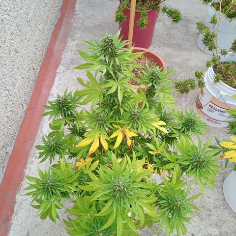 CBD Charlottes Angel growlog photo: Comienza a utilizar sus reservas de nitrógeno 