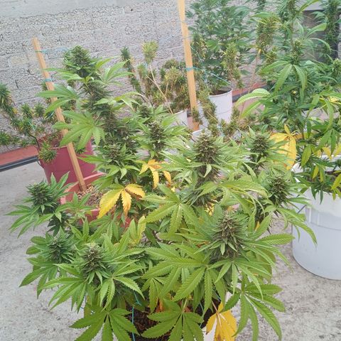 CBD Charlottes Angel growlog photo: Comienza a utilizar sus reservas de nitrógeno 