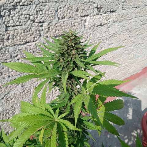 CBD Charlottes Angel growlog timeline photo