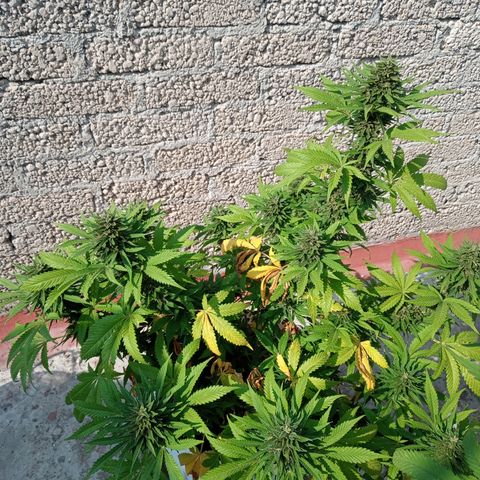CBD Charlottes Angel growlog timeline photo