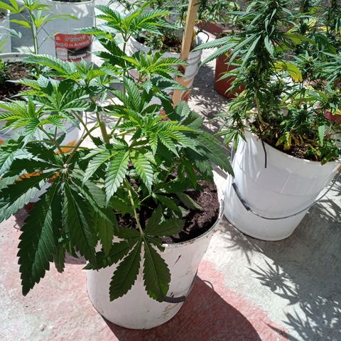 Gorilla Rainbow growlog photo: En su estado vegetativo el desarrollo es muy rápido