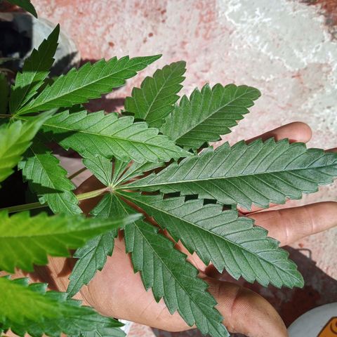 Gorilla Rainbow growlog photo: En su estado vegetativo el desarrollo es muy rápido