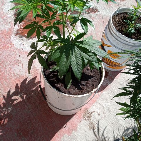 Gorilla Rainbow growlog photo: En su estado vegetativo el desarrollo es muy rápido