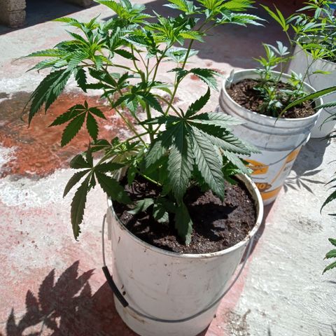 Gorilla Rainbow growlog photo: En su estado vegetativo el desarrollo es muy rápido