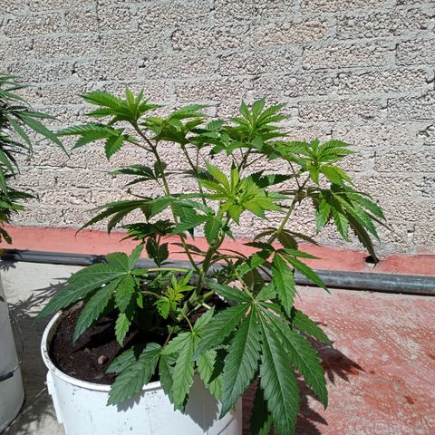 Gorilla Rainbow growlog photo: En su estado vegetativo el desarrollo es muy rápido