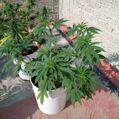 Gorilla Rainbow growlog timeline photo