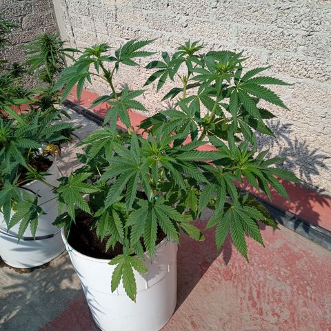 Gorilla Rainbow growlog timeline photo