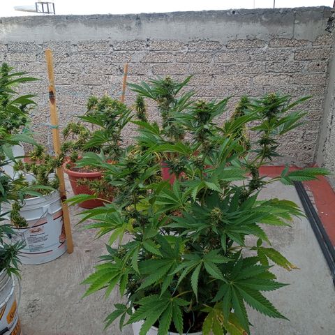 Gorilla Rainbow growlog photo: Los aromas afrutados son fácilmente perceptibles 