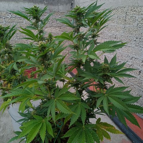 Gorilla Rainbow growlog photo: Los aromas afrutados son fácilmente perceptibles 