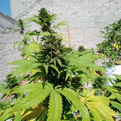 CBD Charlottes Angel growlog timeline photo