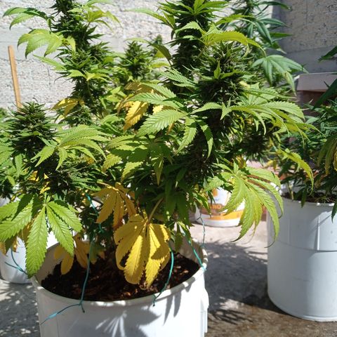 CBD Charlottes Angel growlog timeline photo