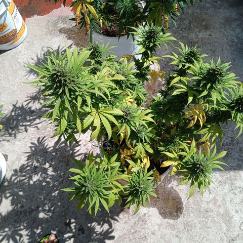 CBD Charlottes Angel growlog timeline photo