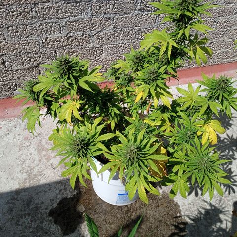 CBD Charlottes Angel growlog timeline photo