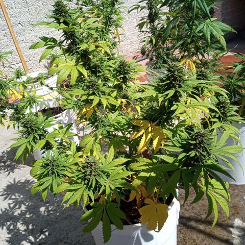 CBD Charlottes Angel growlog timeline photo