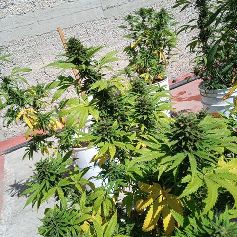 CBD Charlottes Angel growlog timeline photo